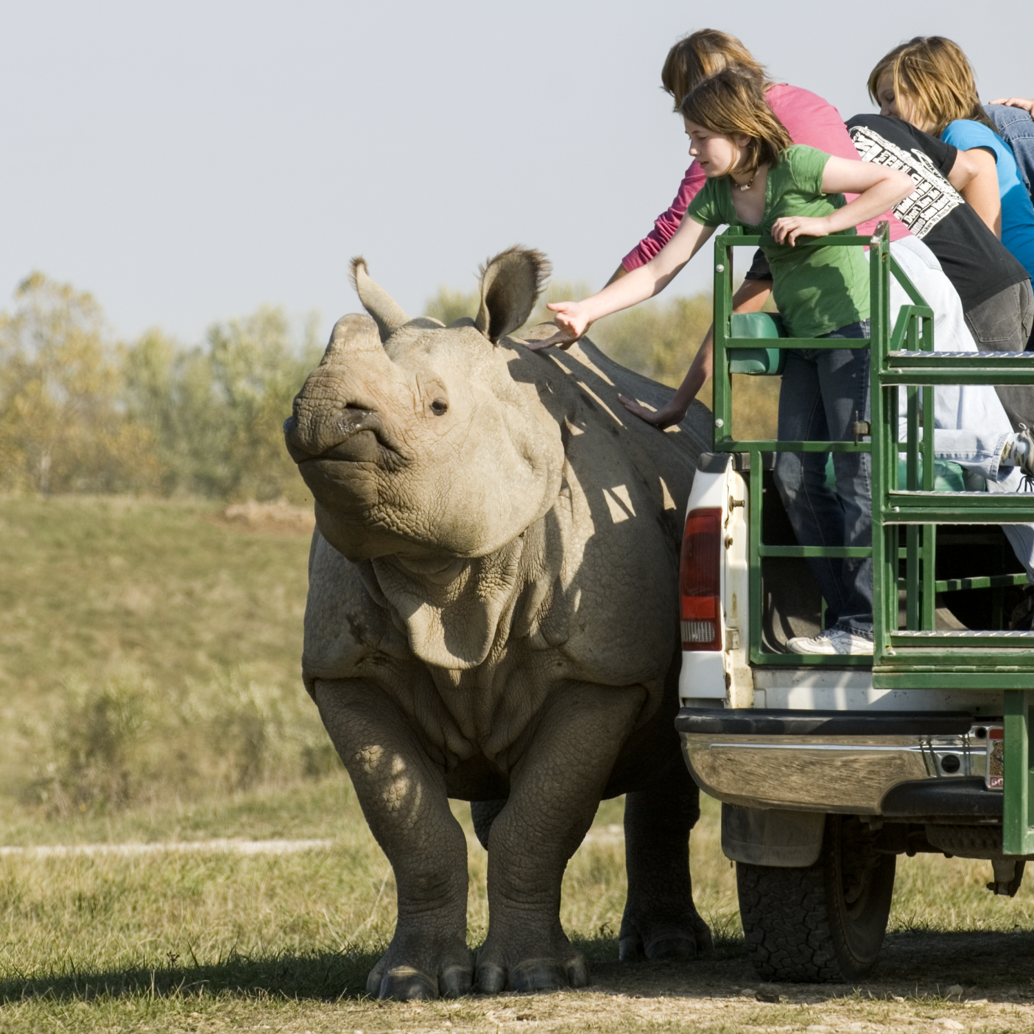 girl petting rhino on tour
