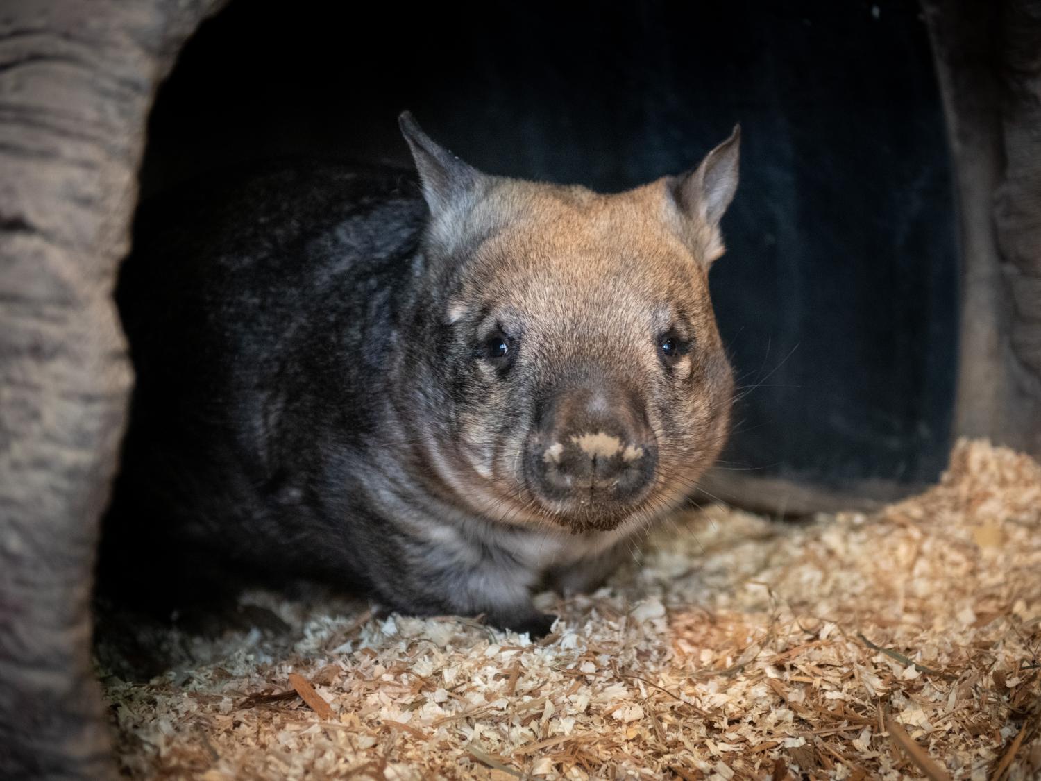 wombat in straw