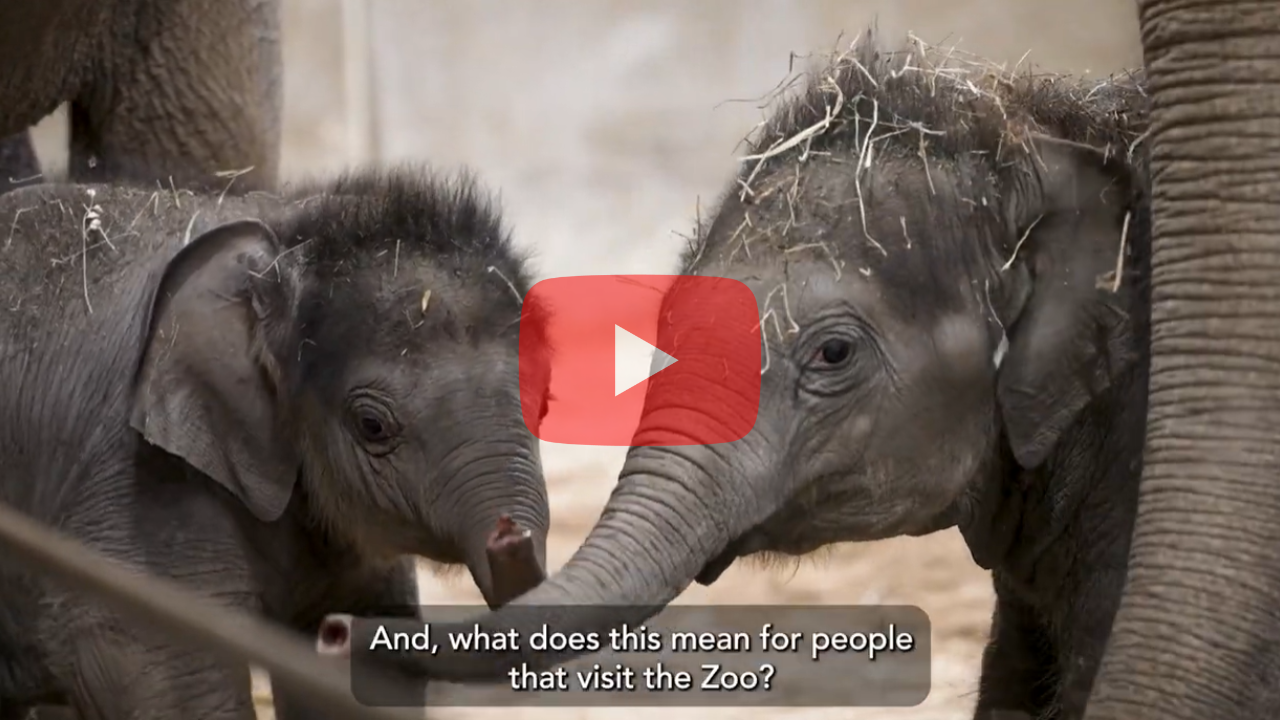 Thumbnail for Youtube video