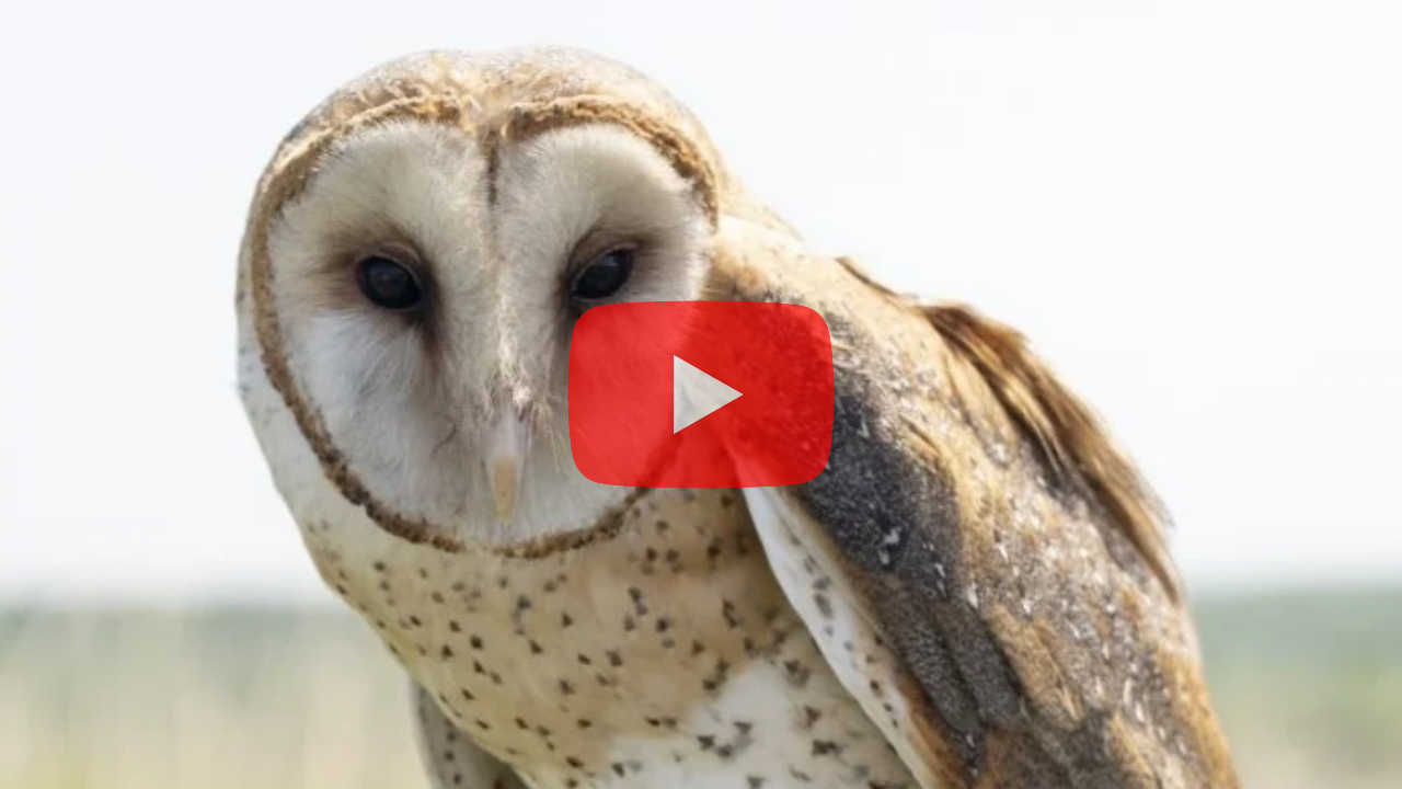barn owl video thumbnail