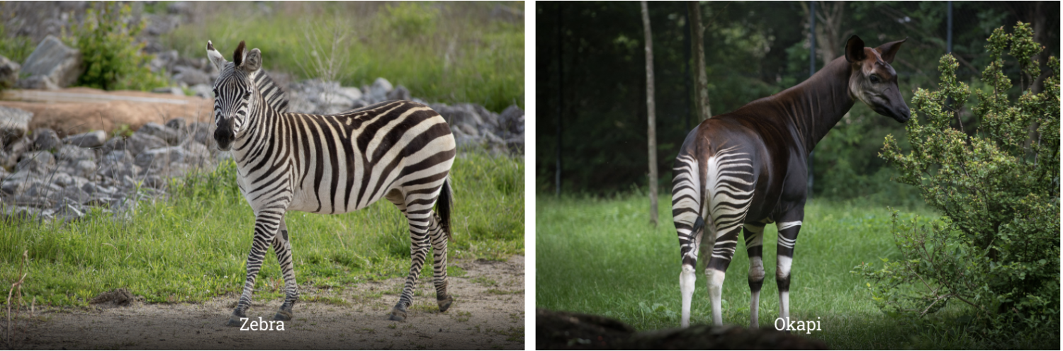 Zebra on the left, Okapi on the right