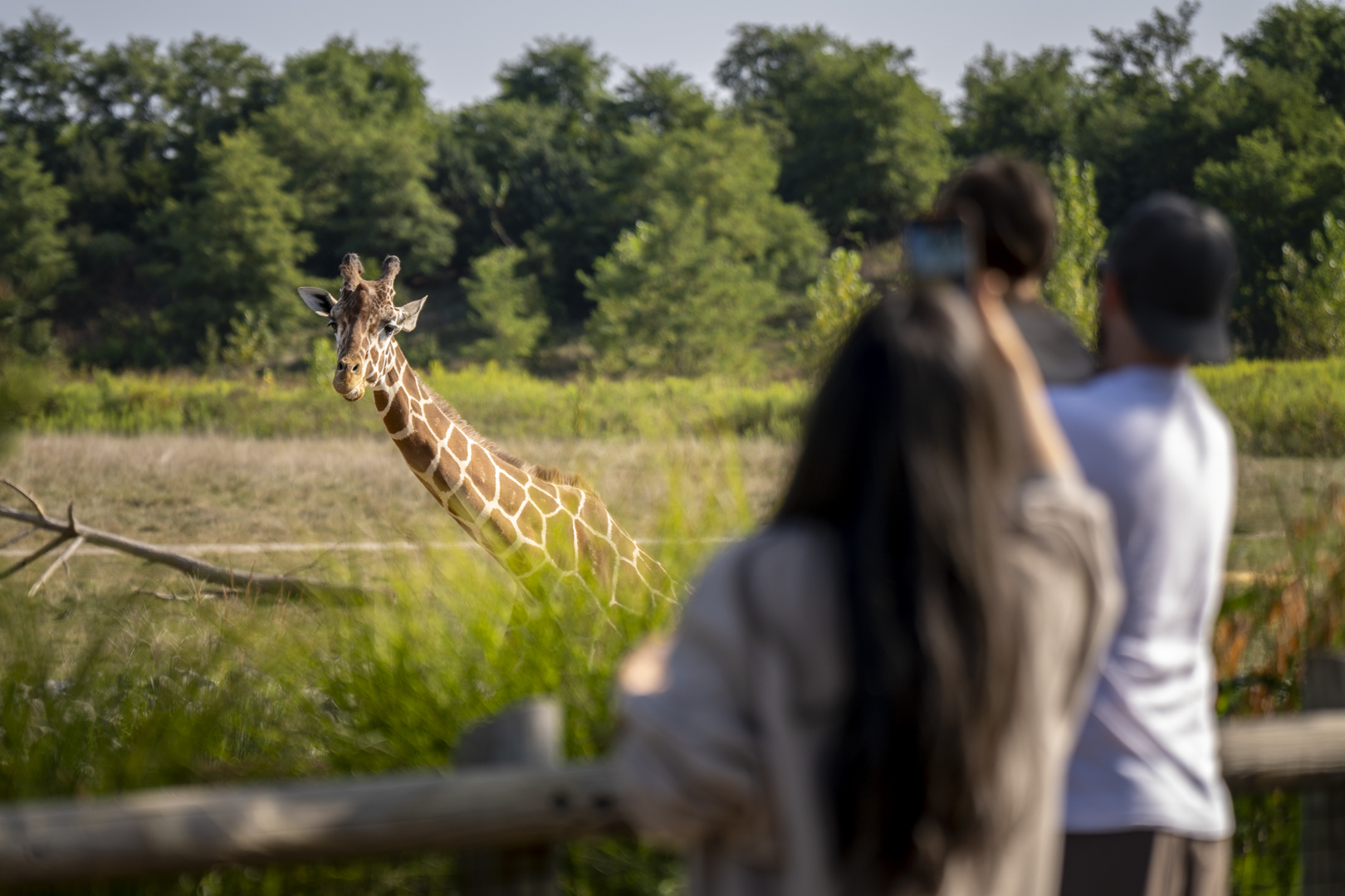 zoo guests at giraffe habitat
