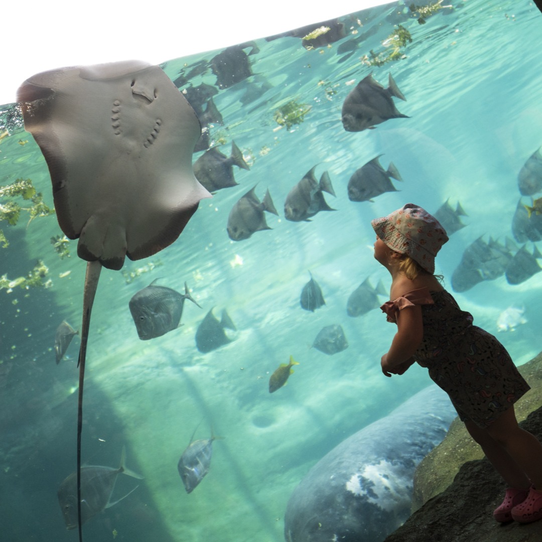child looking at stingray