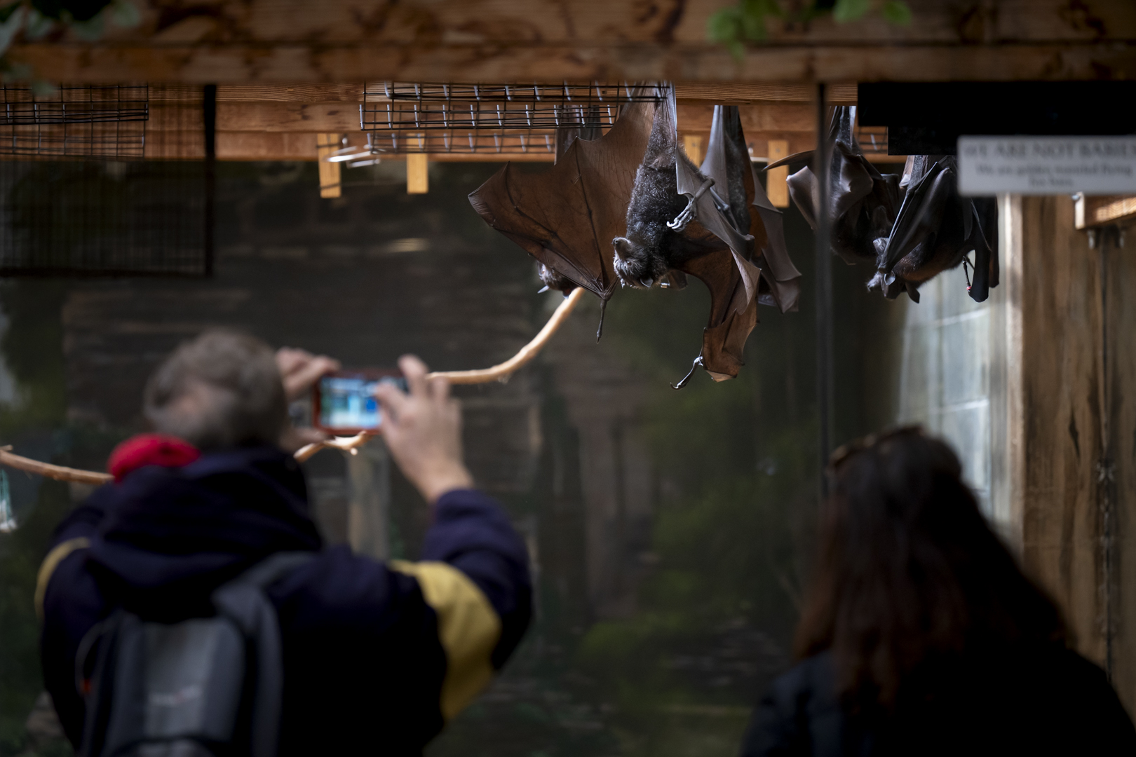 Flying foxes at the Columbus Zoo
