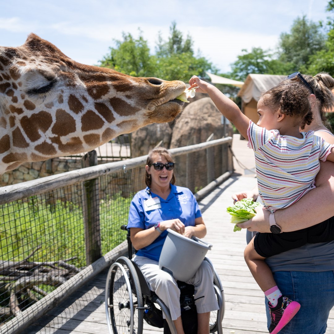 guests with giraffe and zoo team member
