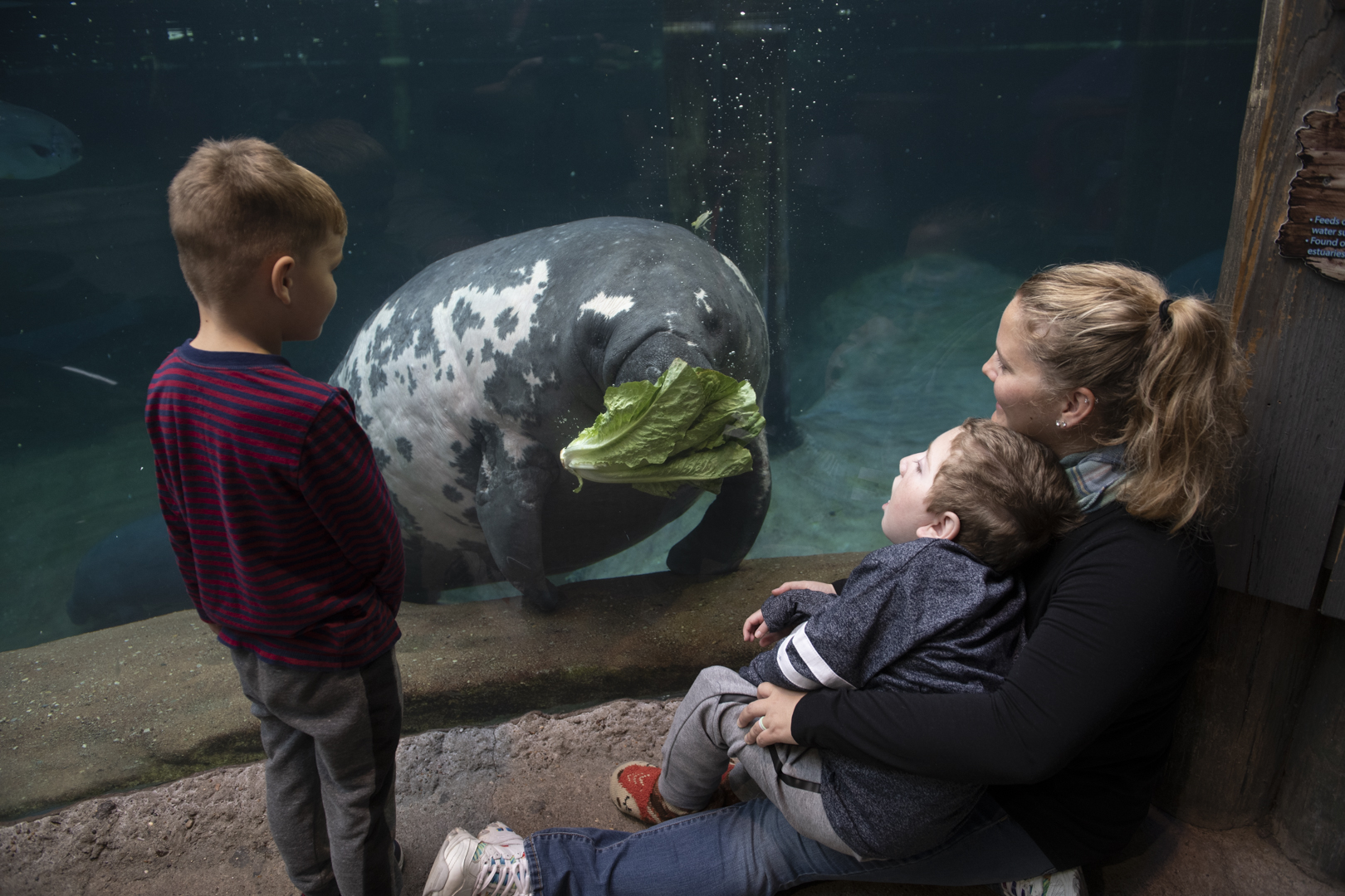 zoo guests looking at manatee