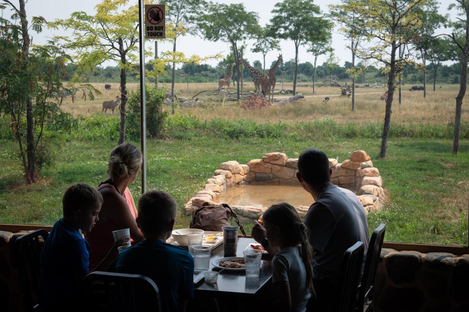 guests eating and watching animals