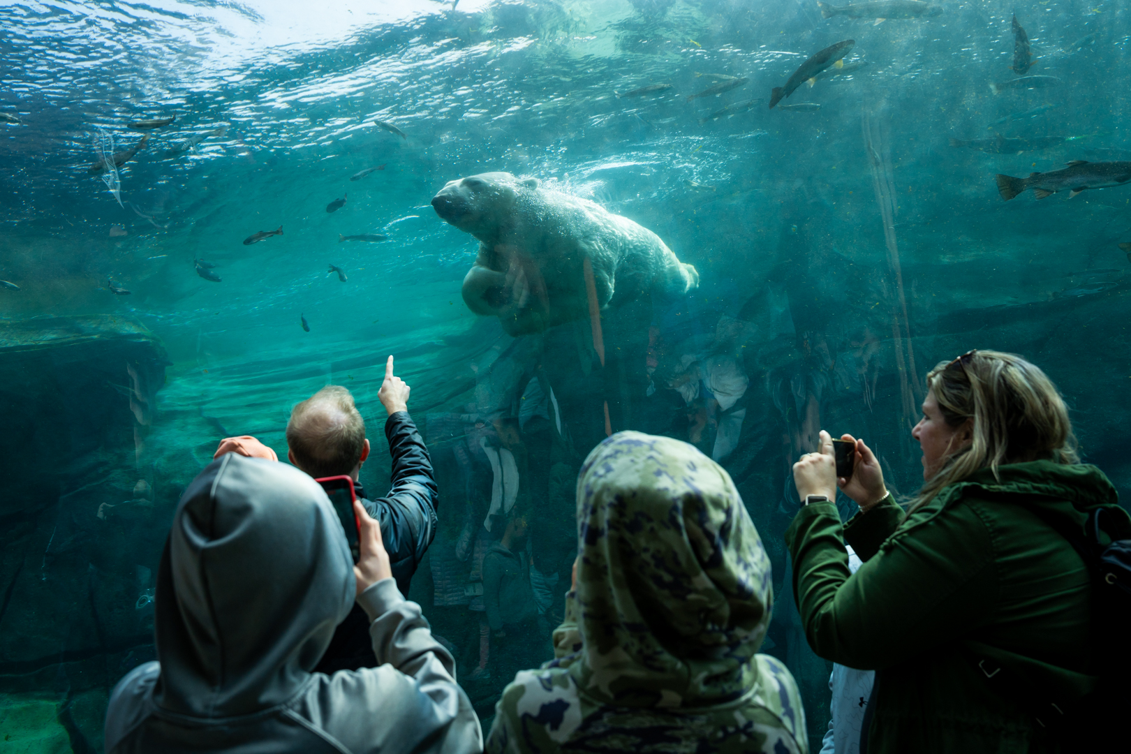 polar bear swimming at zoo