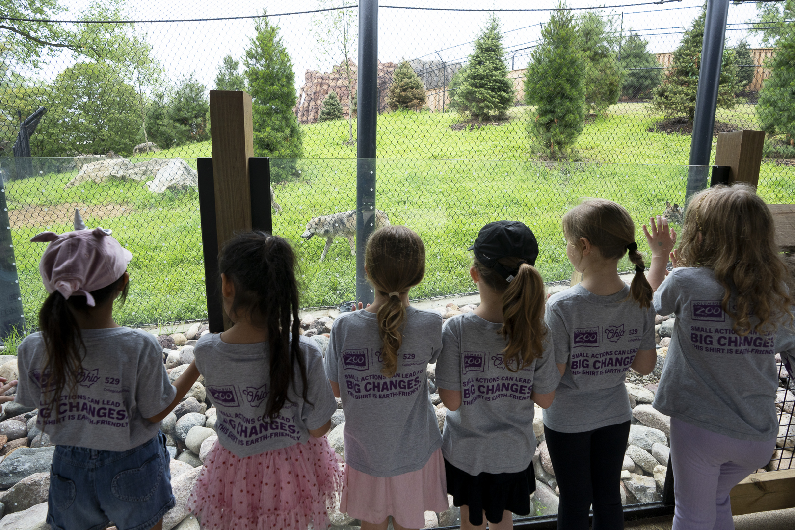 children looking at wolf