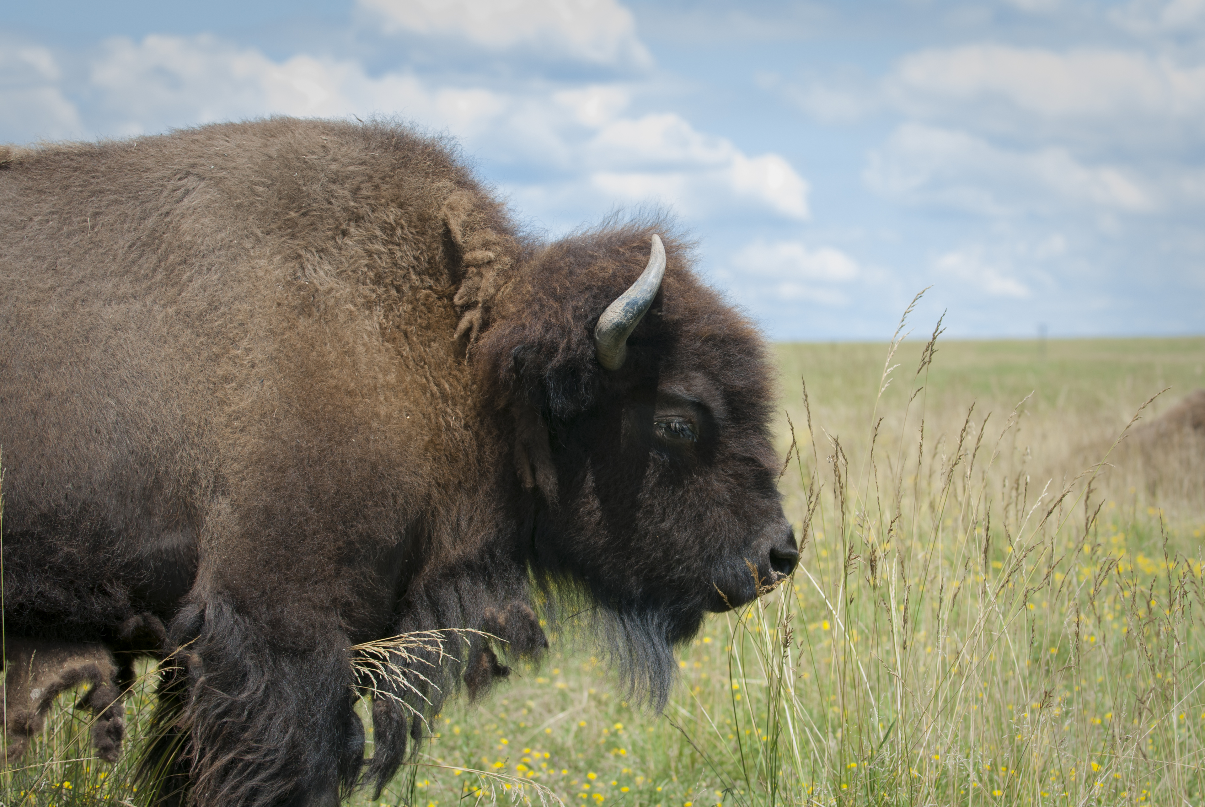 bison at The Wilds