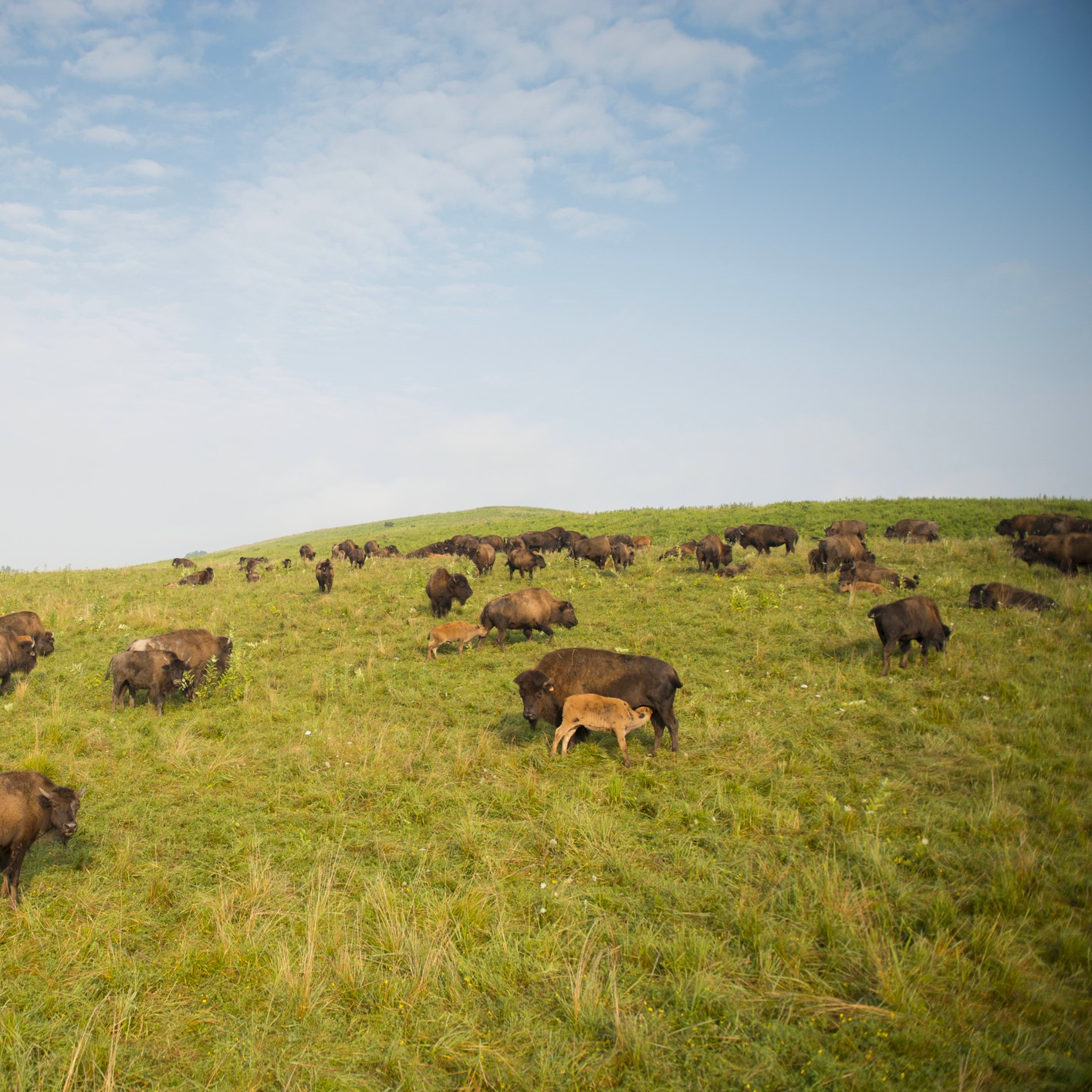 bison in pasture