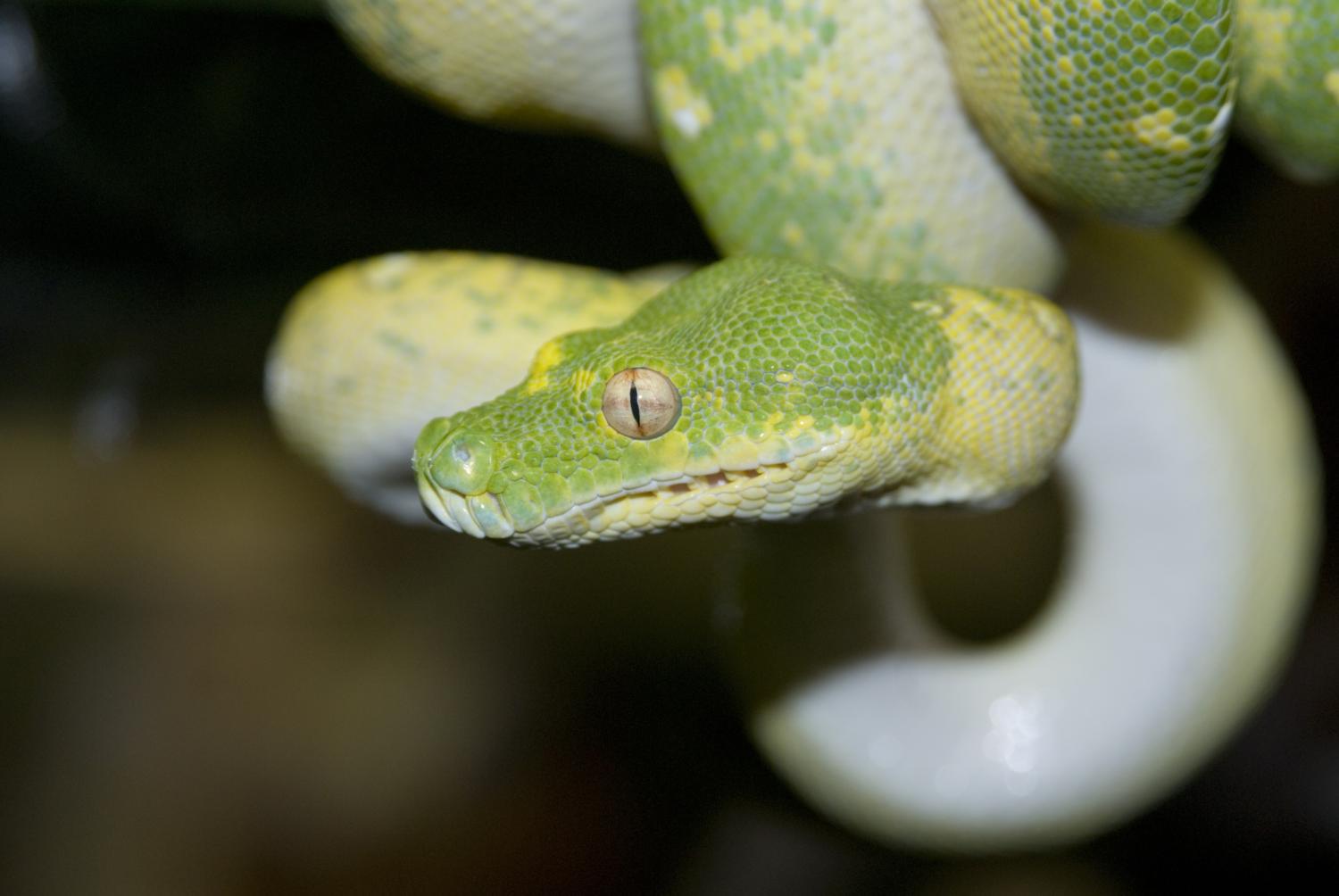 snake on branch