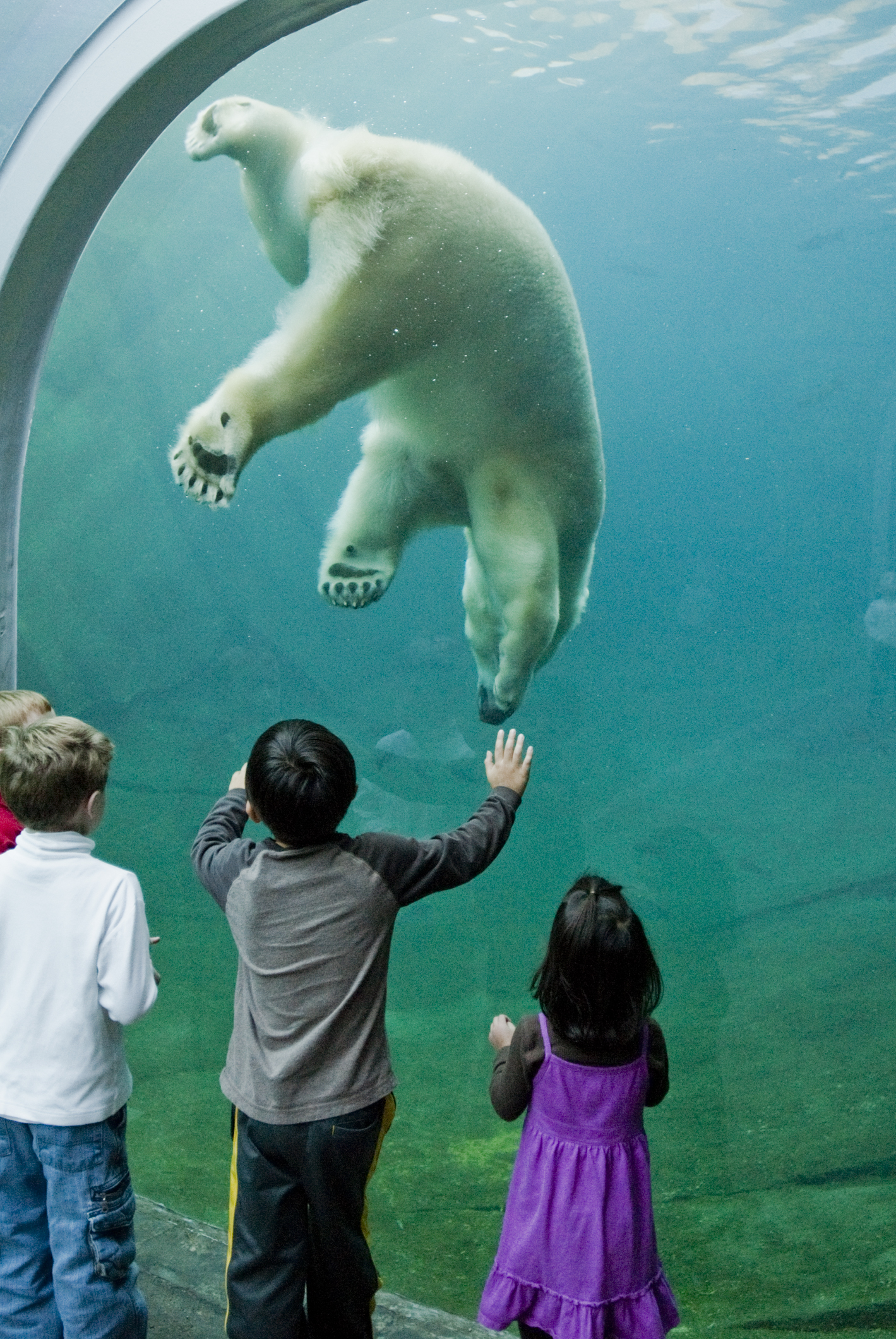 zoo guest looking at polar bear