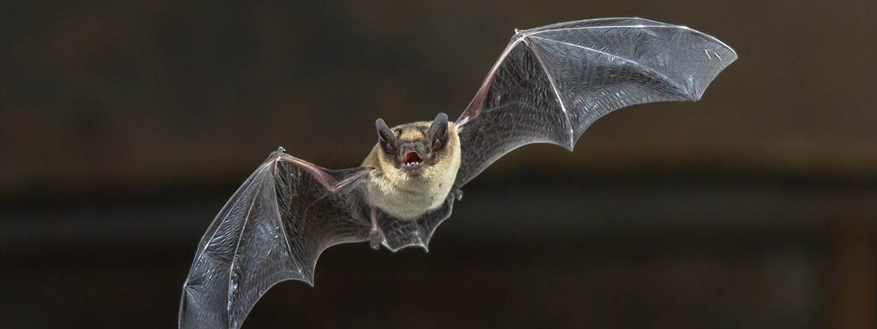 bat flying