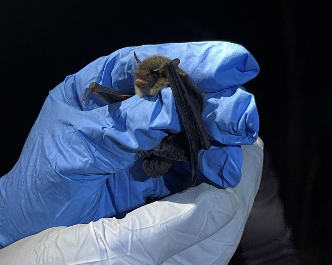 bat in hand