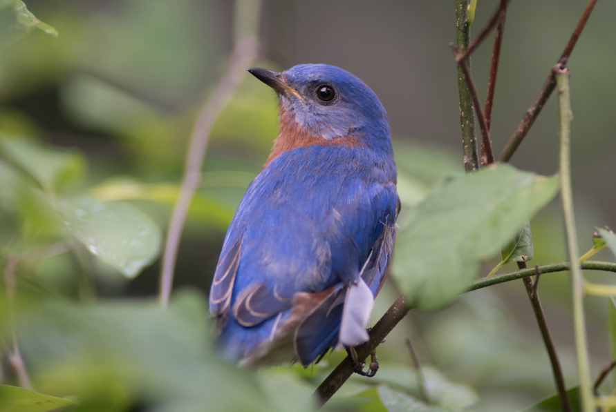Bluebird on branch