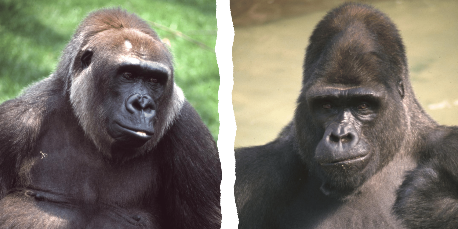 two gorilla images stitched together