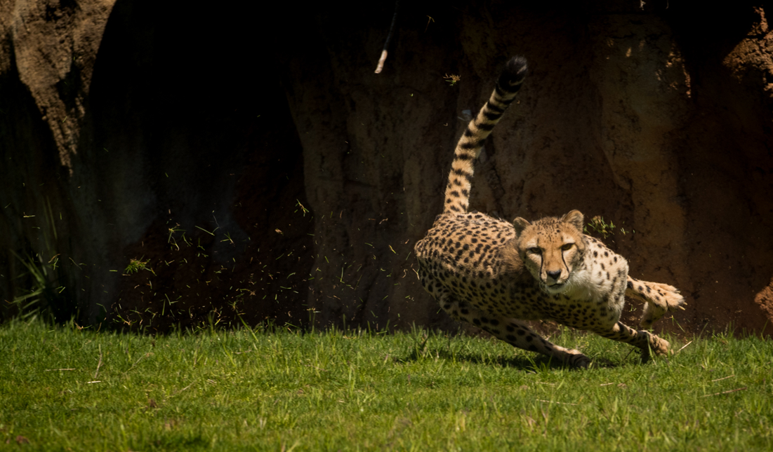 Cheetah running