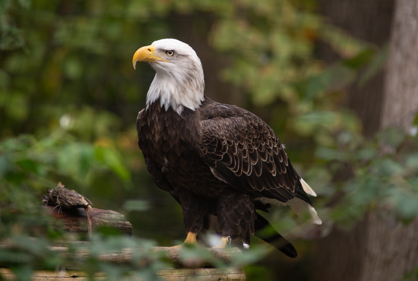 Eagle at Zoo