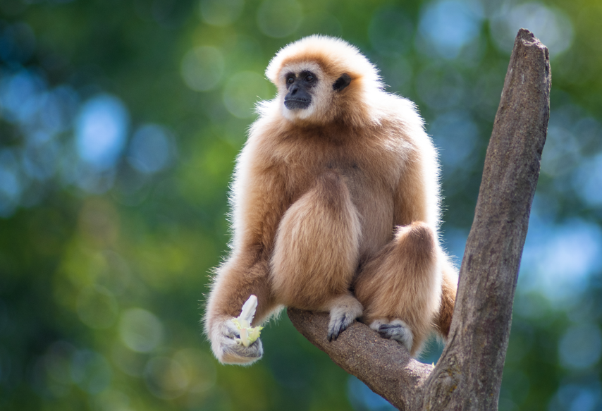 Gibbon on tree branch