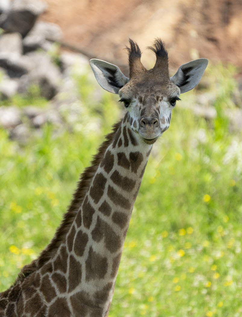 giraffe