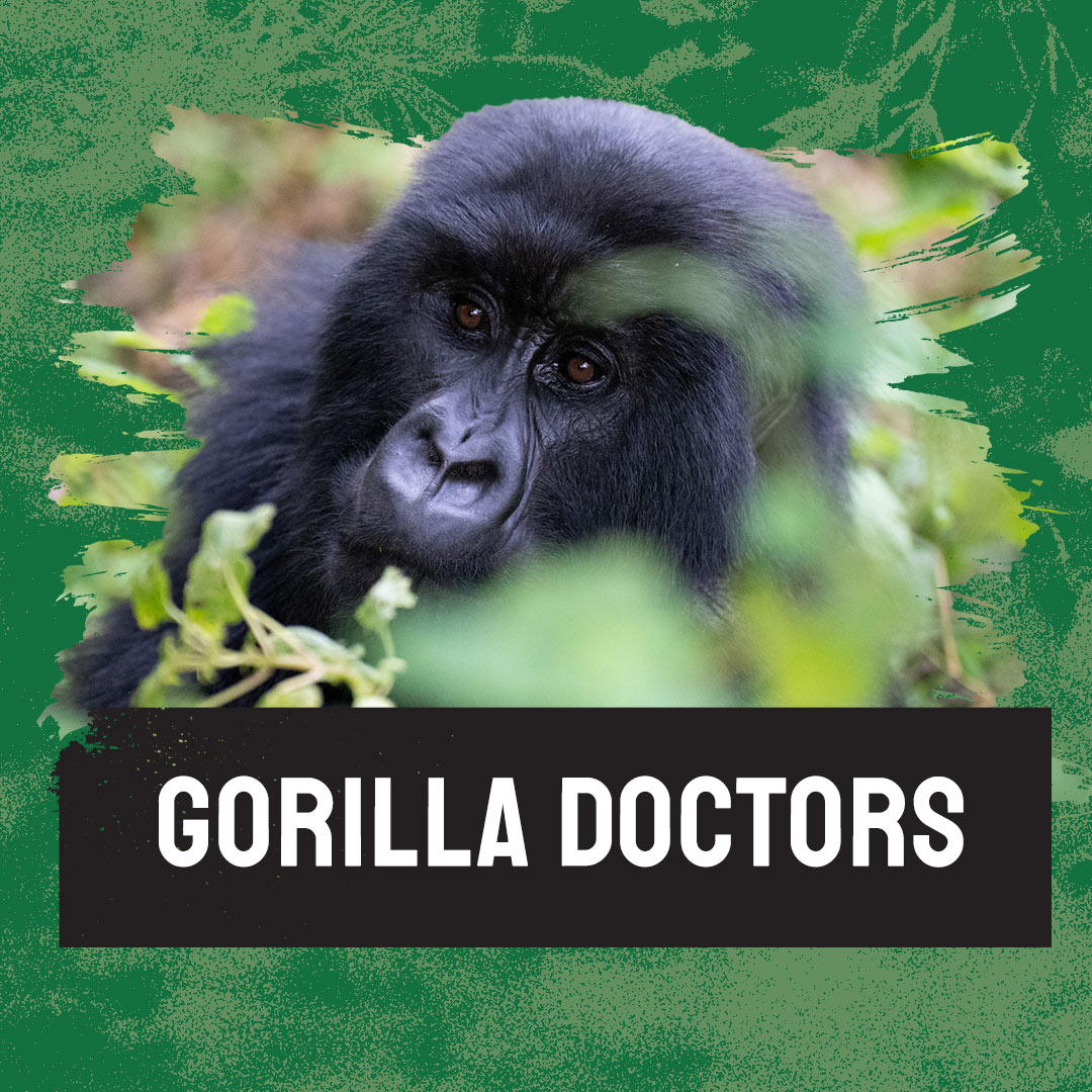 gorilla graphic