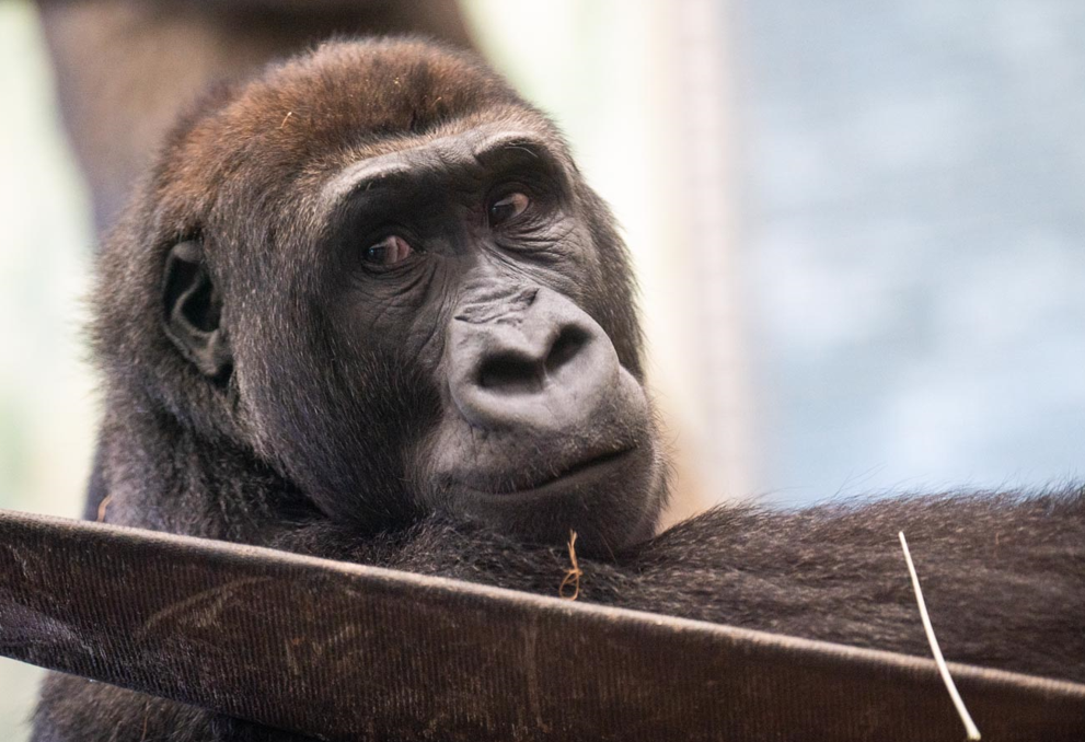 Gorilla looking towards camera