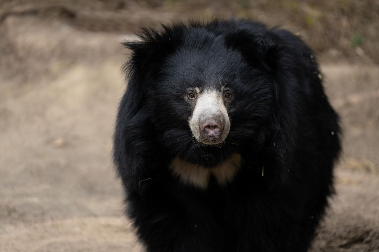 sloth bear at the Columbus Zoo