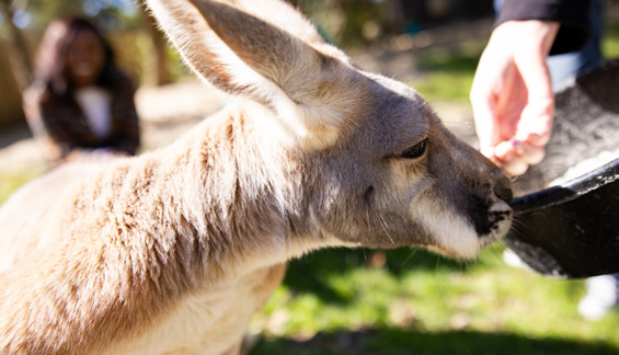 Kangaroo