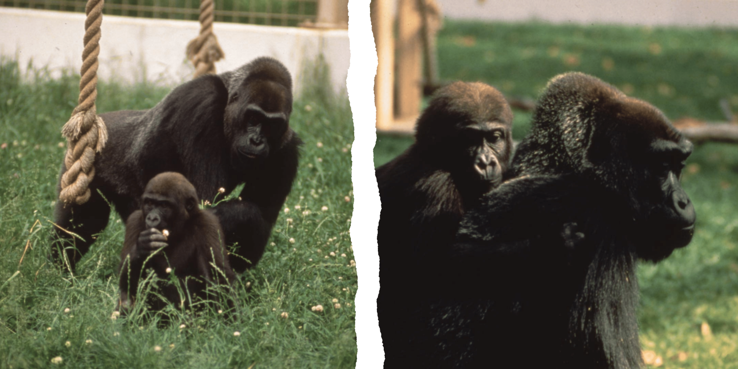 stiched images of baby gorillas with an adult gorilla