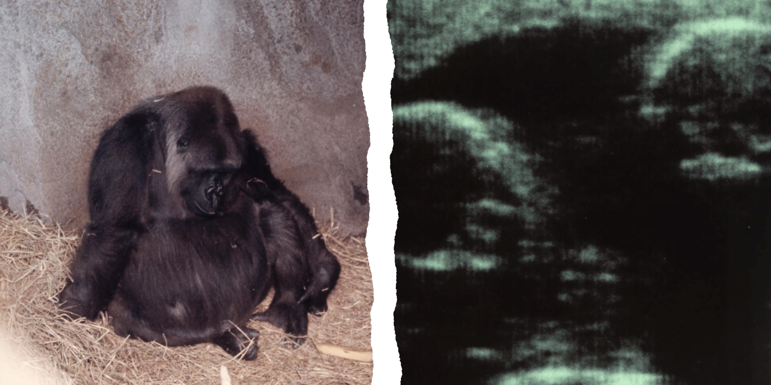 Stitched image of a pregnant gorilla and an ultrasound