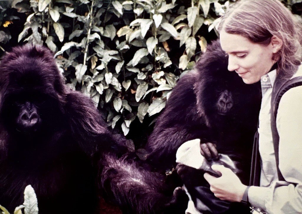 woman and gorillas