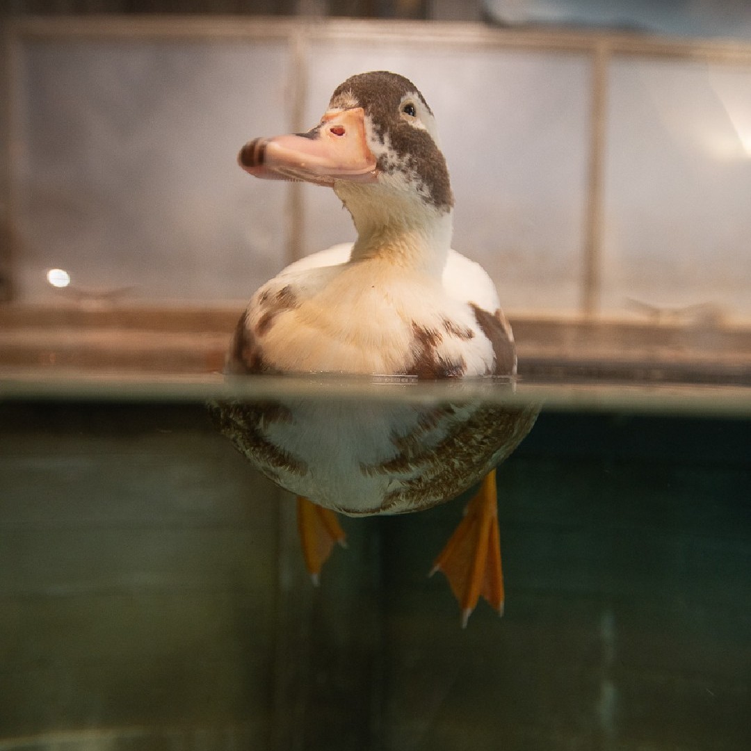 a duck named Melvin at the Columbus Zoo