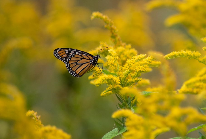 Butterfly at golf club