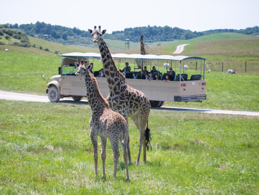 Giraffes with tour bus driving behind them