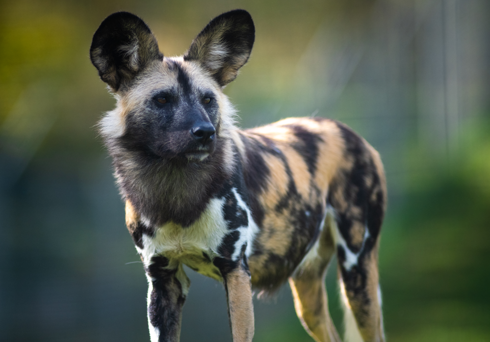 Painted dog standing in field