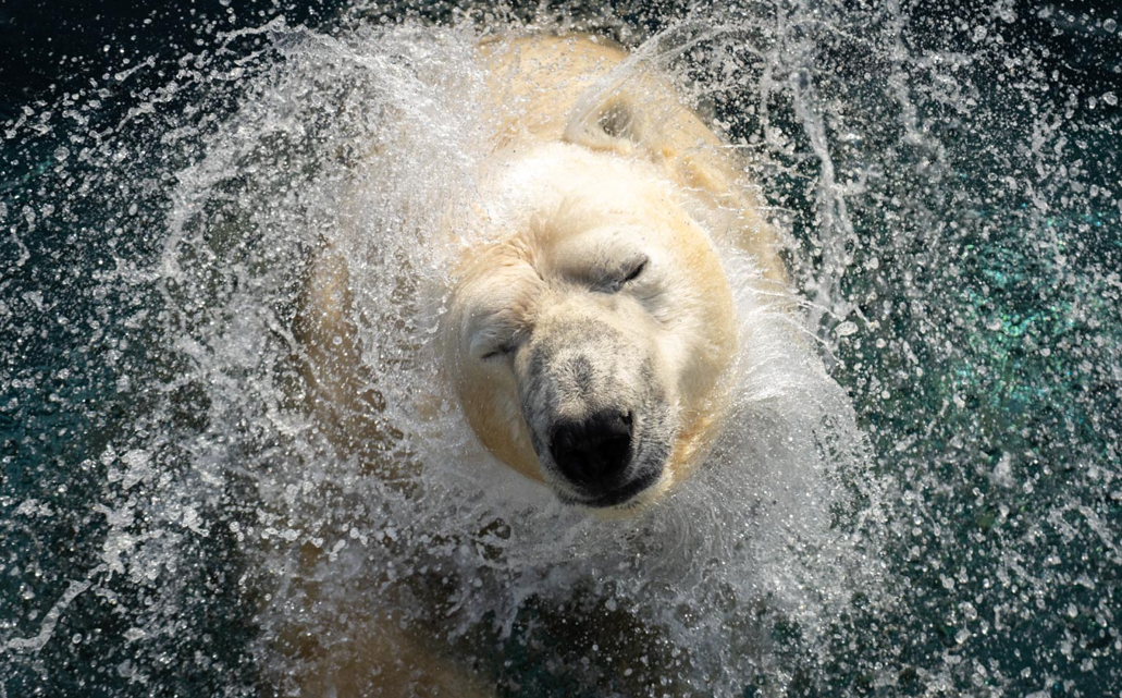 Polar bear splashing
