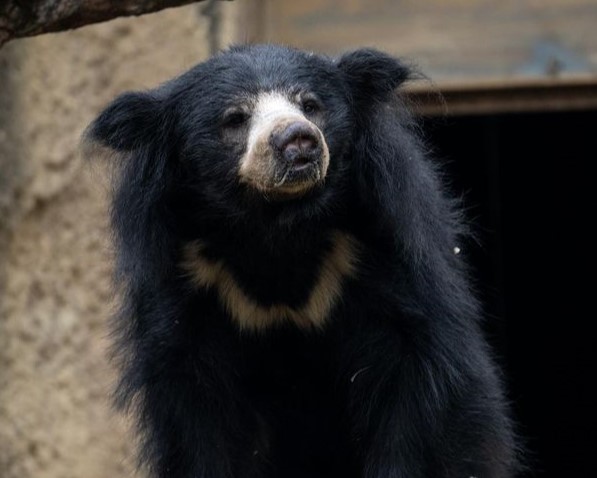 sloth bear at the Columbus Zoo