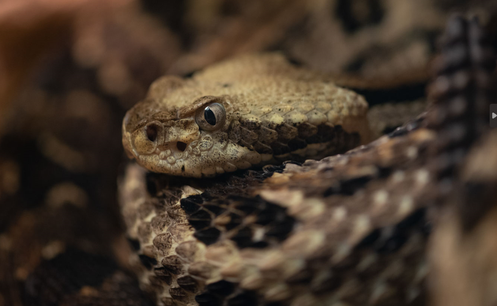 Coiled up rattlesnake