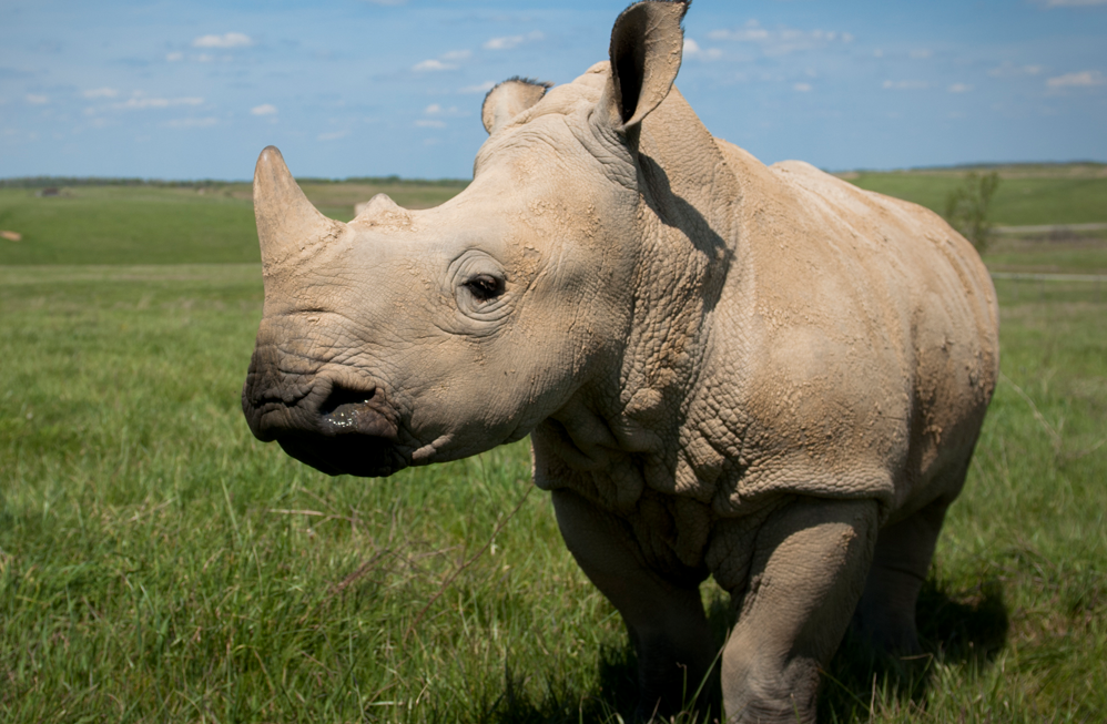 Rhino in grass field