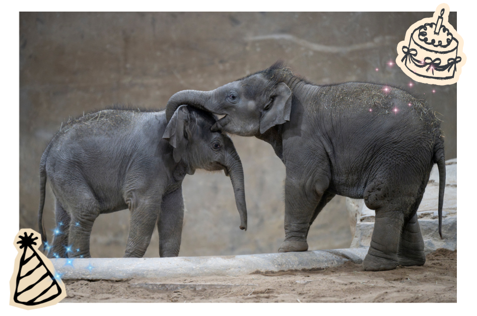two elephants touching heads
