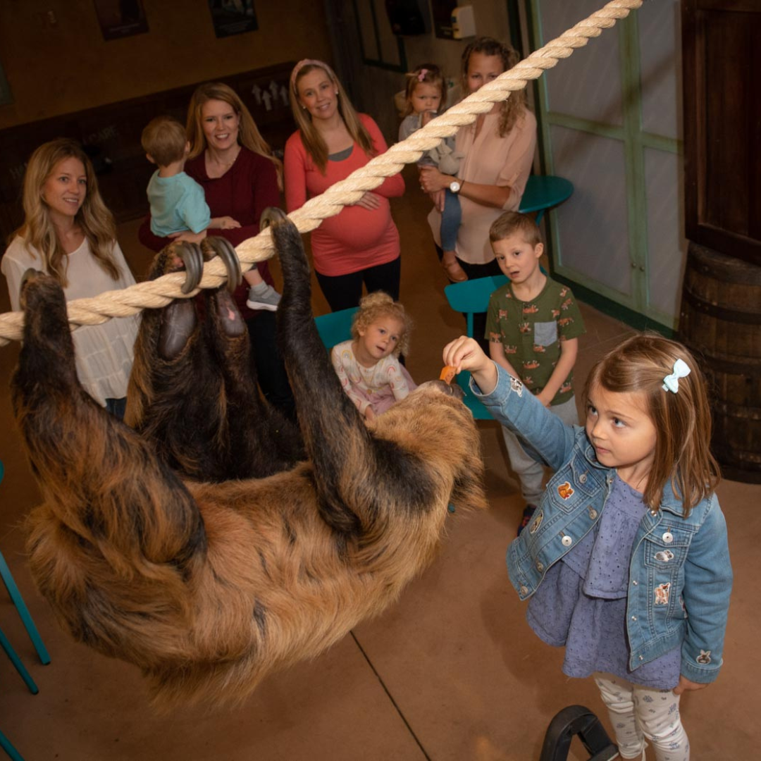 girl feeding sloth a carrot