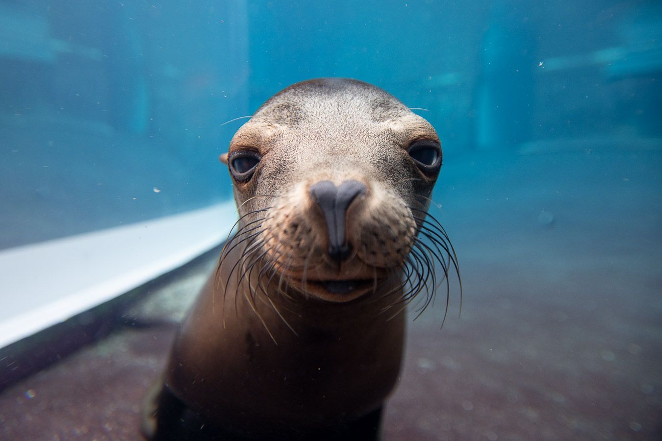 Sunshine, a sea lion at the Columbus Zoo and Aquarium