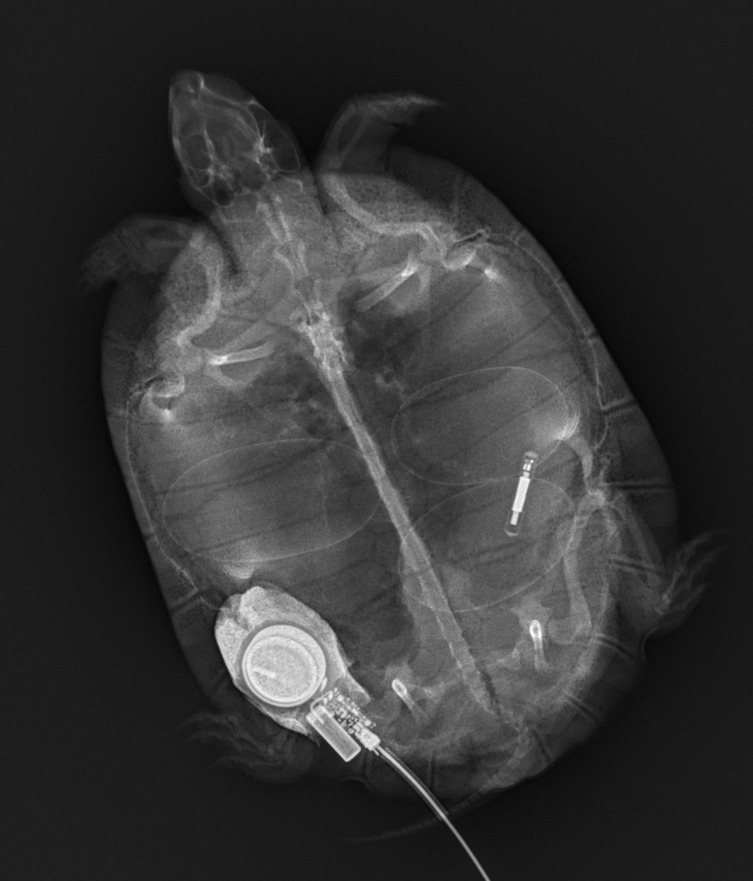 x-ray of turtle with transmitter on shell