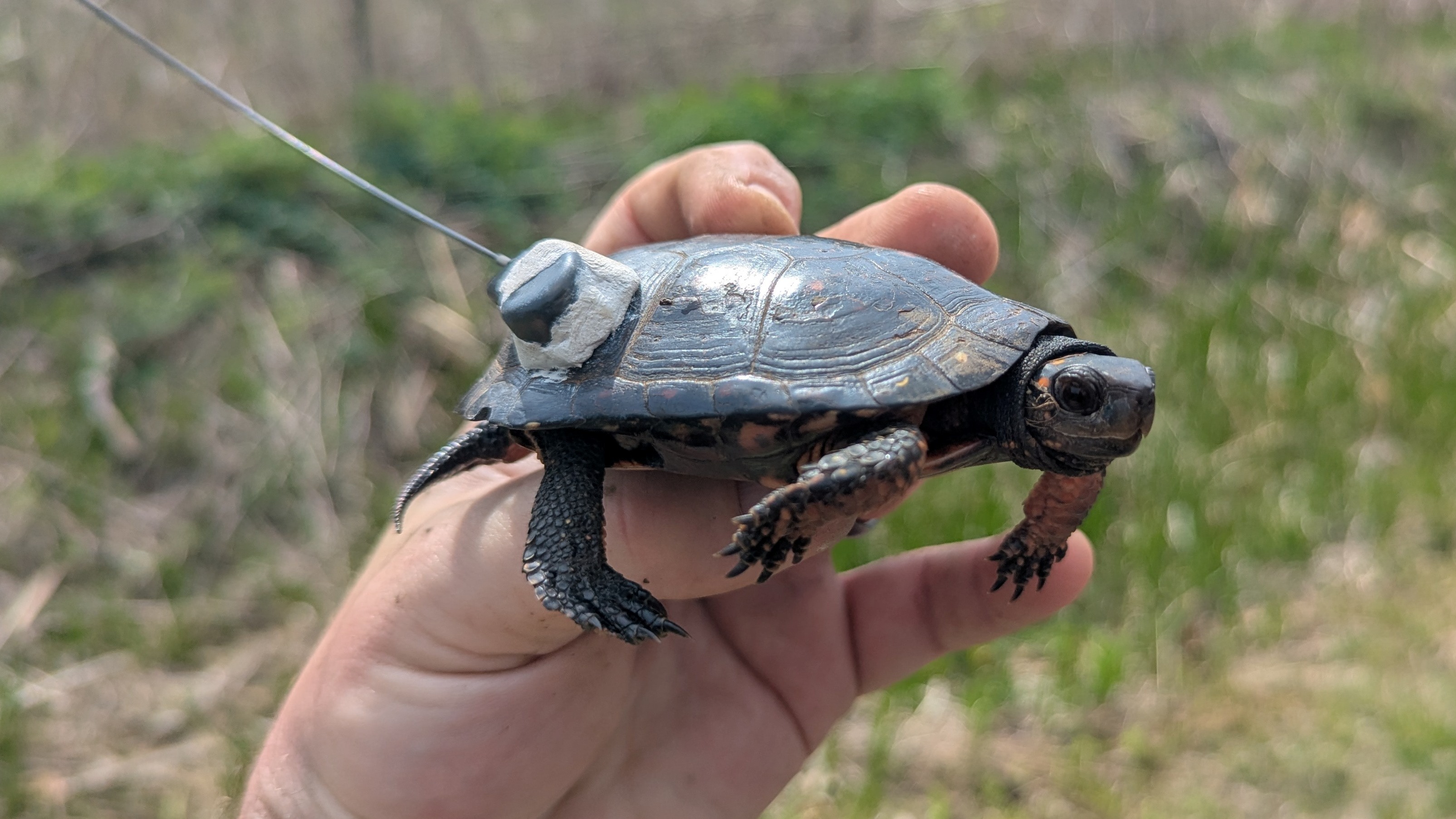turtle with transmitter on shell