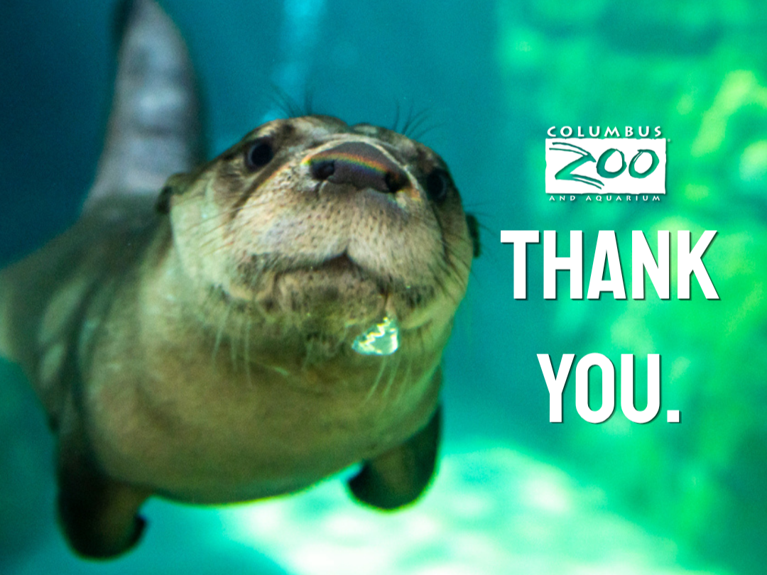 Thank you graphic with river otter