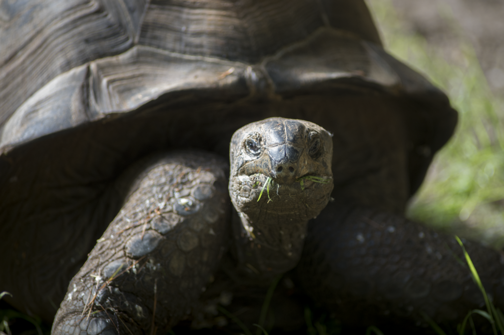 tortoise eating grass