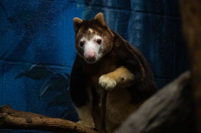 Tree kangaroo on branch