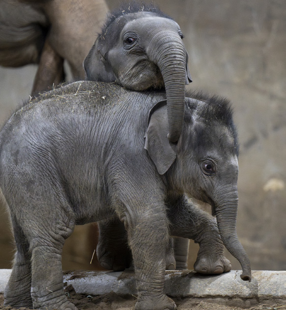 Asian elephant calves