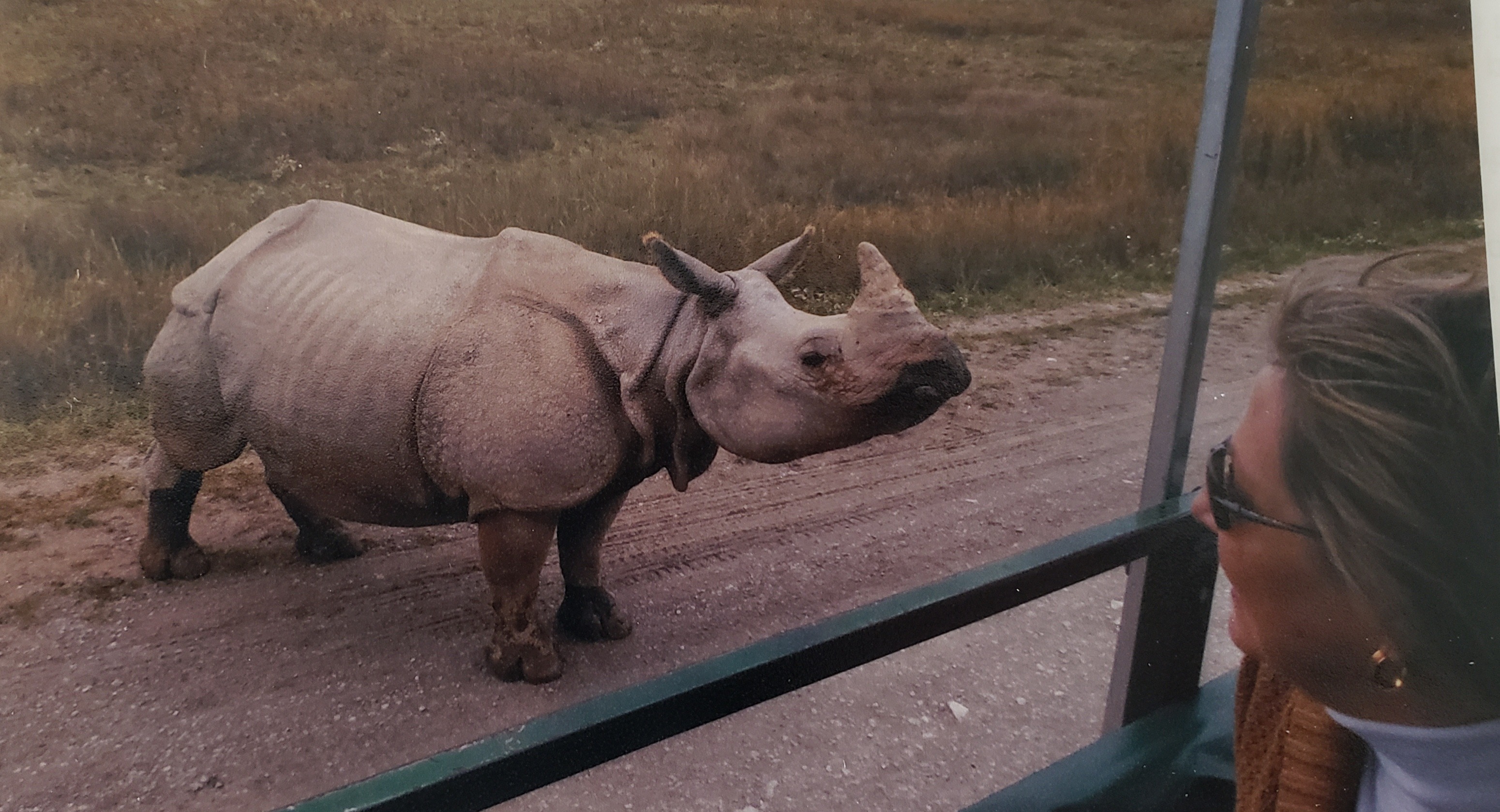 woman looking at a rhino at The Wilds